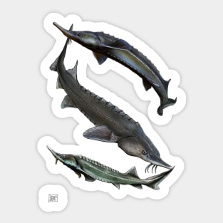 Sturgeon Sticker